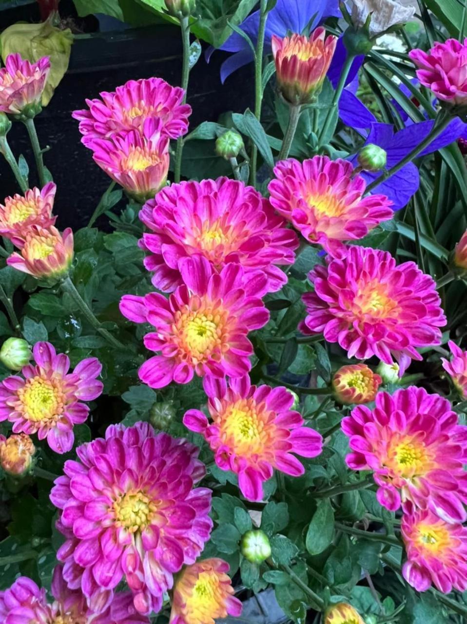Ella Flower Garden Resort Экстерьер фото